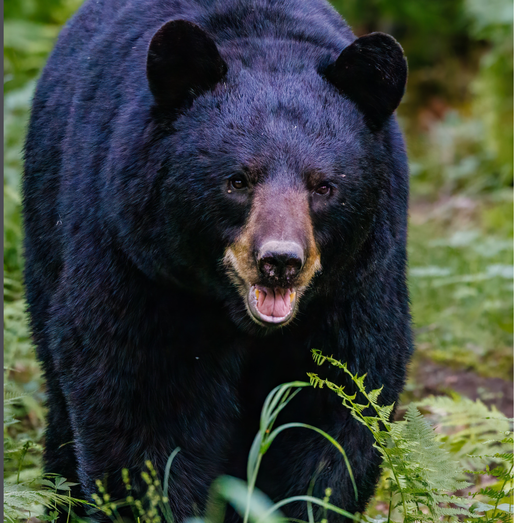 black bear